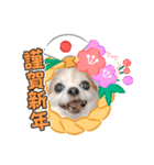 チワワのchapi_part2（個別スタンプ：1）