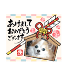 チワワのchapi_part2（個別スタンプ：3）