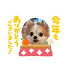 チワワのchapi_part2（個別スタンプ：6）