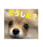 飼い主が使ってるよ（個別スタンプ：1）