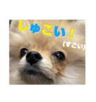 飼い主が使ってるよ（個別スタンプ：2）