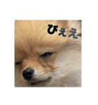 飼い主が使ってるよ（個別スタンプ：3）