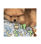 飼い主が使ってるよ（個別スタンプ：5）