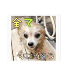 飼い主が使ってるよ（個別スタンプ：6）