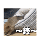 飼い主が使ってるよ（個別スタンプ：7）
