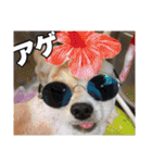 飼い主が使ってるよ（個別スタンプ：8）