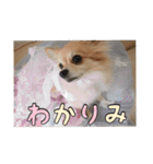 飼い主が使ってるよ（個別スタンプ：9）