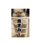 飼い主が使ってるよ（個別スタンプ：10）