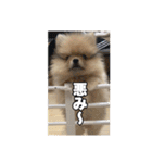 飼い主が使ってるよ（個別スタンプ：11）