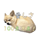 飼い主が使ってるよ（個別スタンプ：14）