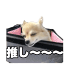 飼い主が使ってるよ（個別スタンプ：15）