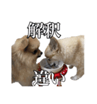 飼い主が使ってるよ（個別スタンプ：17）