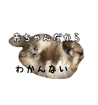 飼い主が使ってるよ（個別スタンプ：19）