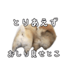 飼い主が使ってるよ（個別スタンプ：20）
