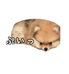 飼い主が使ってるよ（個別スタンプ：24）