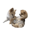 飼い主が使ってるよ（個別スタンプ：25）