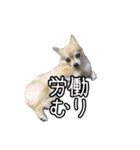 飼い主が使ってるよ（個別スタンプ：27）
