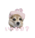 飼い主が使ってるよ（個別スタンプ：29）