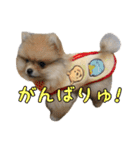 飼い主が使ってるよ（個別スタンプ：30）