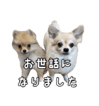 飼い主が使ってるよ（個別スタンプ：31）