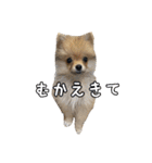 飼い主が使ってるよ（個別スタンプ：32）
