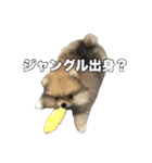 飼い主が使ってるよ（個別スタンプ：36）