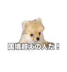 飼い主が使ってるよ（個別スタンプ：37）