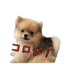 飼い主が使ってるよ（個別スタンプ：39）