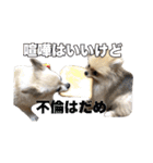 飼い主が使ってるよ（個別スタンプ：40）