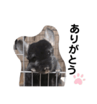 チンチラむーさんの日常スタンプ（個別スタンプ：9）