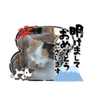 新年に使うであろう野良猫スタンプ（個別スタンプ：1）