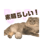 1歳になったミミ（個別スタンプ：4）