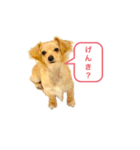 犬と猫そして鳥（個別スタンプ：2）