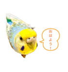 犬と猫そして鳥（個別スタンプ：3）