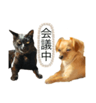 犬と猫そして鳥（個別スタンプ：4）