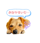 犬と猫そして鳥（個別スタンプ：5）