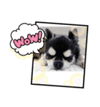 Lupang チワワ 男（個別スタンプ：15）