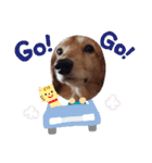 キュートなワンコスタンプ（個別スタンプ：7）