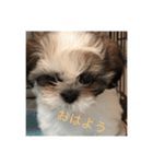かわゆいシーズーのスタンプ（個別スタンプ：1）