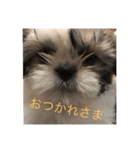 かわゆいシーズーのスタンプ（個別スタンプ：9）
