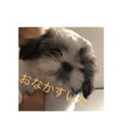 かわゆいシーズーのスタンプ（個別スタンプ：12）