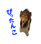 シェルティ レオンくん  2（個別スタンプ：5）