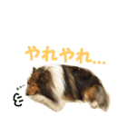 シェルティ レオンくん  2（個別スタンプ：12）
