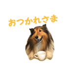 シェルティ レオンくん  2（個別スタンプ：16）