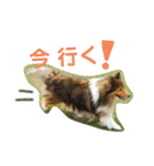 シェルティ レオンくん  2（個別スタンプ：18）