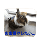 シェルティ レオンくん  2（個別スタンプ：29）