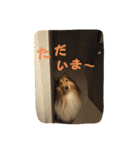 シェルティ レオンくん  2（個別スタンプ：31）