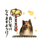 シェルティ レオンくん  2（個別スタンプ：40）