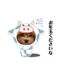 使えるivyとお友達（個別スタンプ：1）