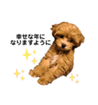 使えるivyとお友達（個別スタンプ：3）